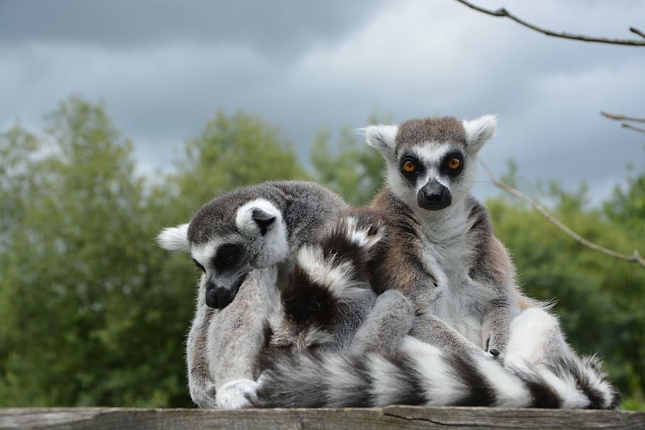 lemur, primate, monkey, animal, wild, mammal, zoo, animals HD wallpaper