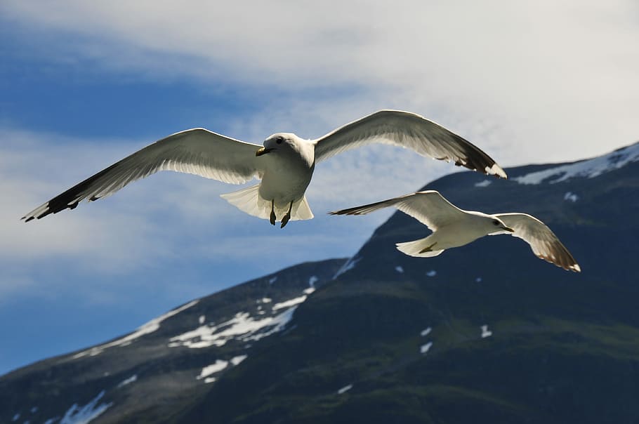 Mouettes, two white birds soaring, seagull, heaven, sky, flight HD wallpaper