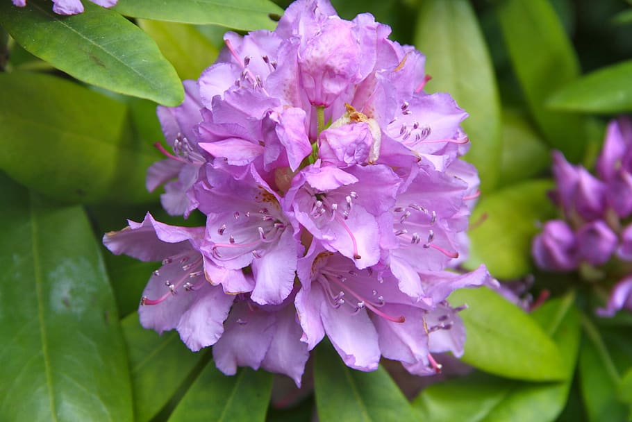 spring, blossom, bloom, rhododendron, flower, flowering plant HD wallpaper