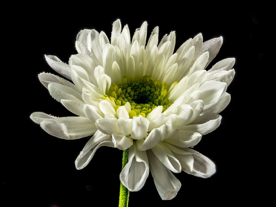 white and green flower, blossom, bloom, flowering plant, vulnerability HD wallpaper