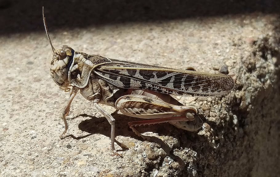 grasshopper, insect, bug, nature, animal, close-up, animal wildlife HD wallpaper