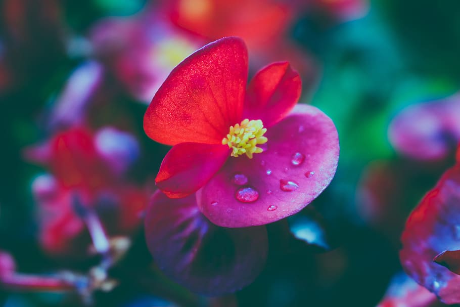 nature, flowers, petals, plant, beautiful, bloom, blooming, blur HD wallpaper