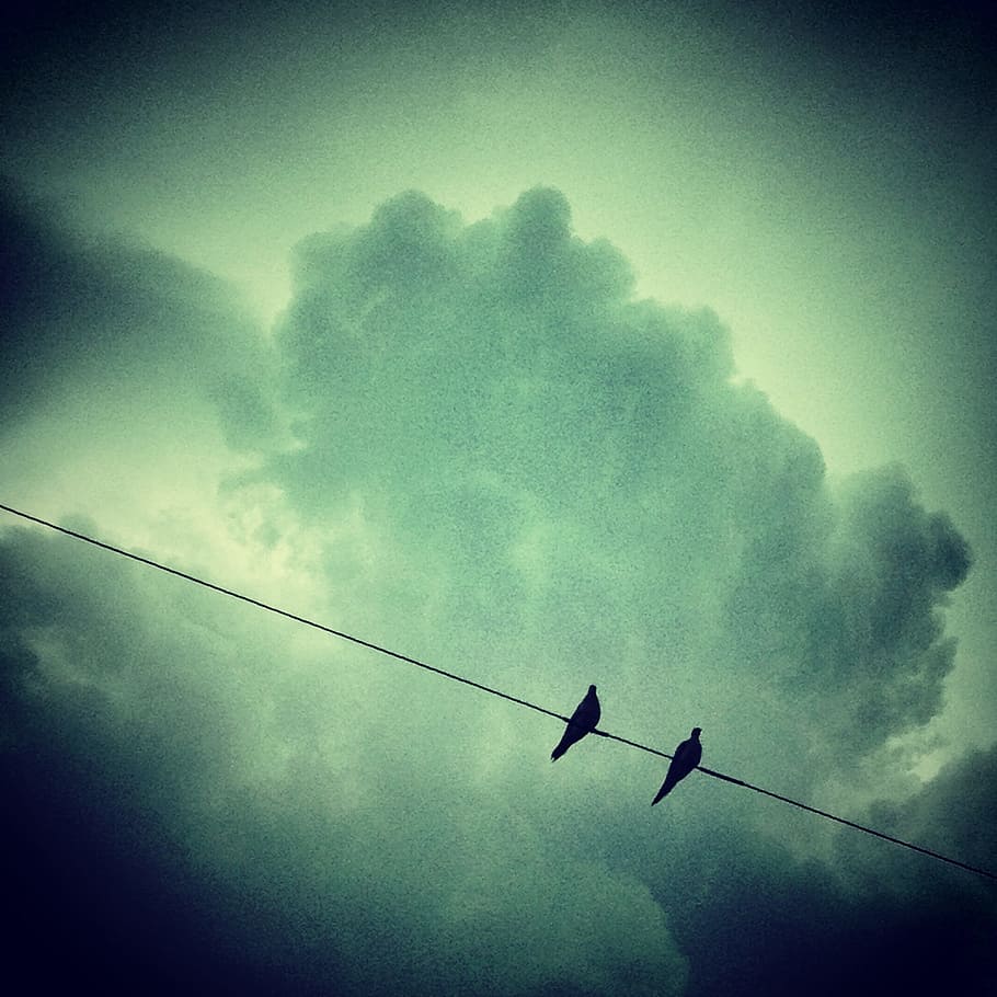 birds, animals, sky, clouds, green, silhouette, dark, low angle view HD wallpaper
