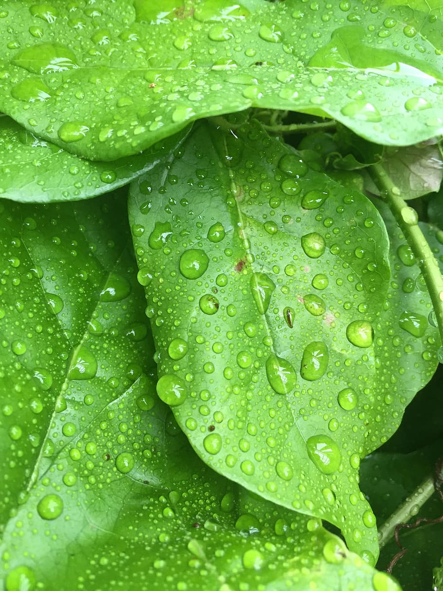 The plant wet. Роса на листьях фото. Зеленая вода. Вода и растения. Вода и зелень.