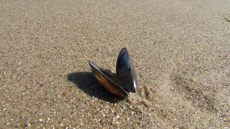 shells on the beach, sand, mussels, nature, sea, holiday, north sea HD wallpaper