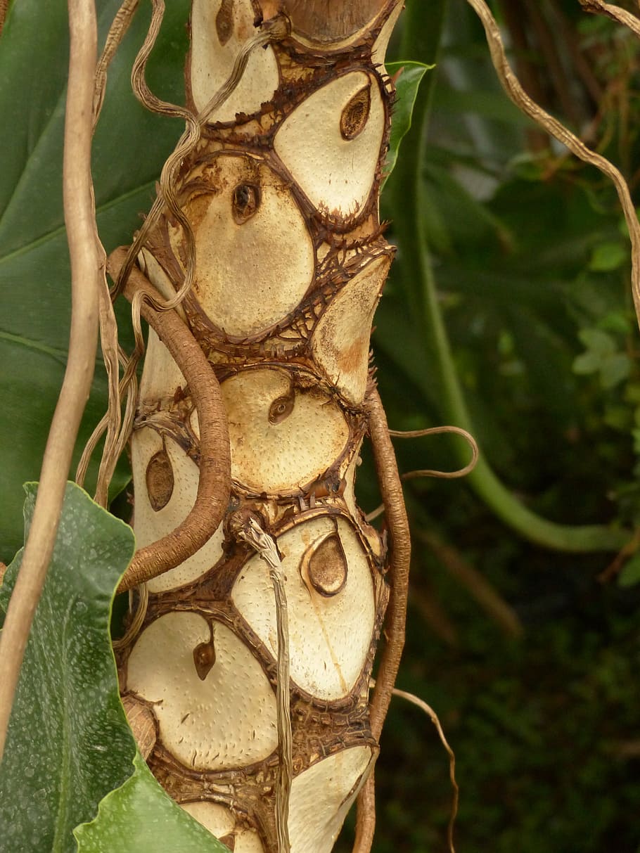 tribe, log, bark, philodendron, tree philodendron, tree friend HD wallpaper