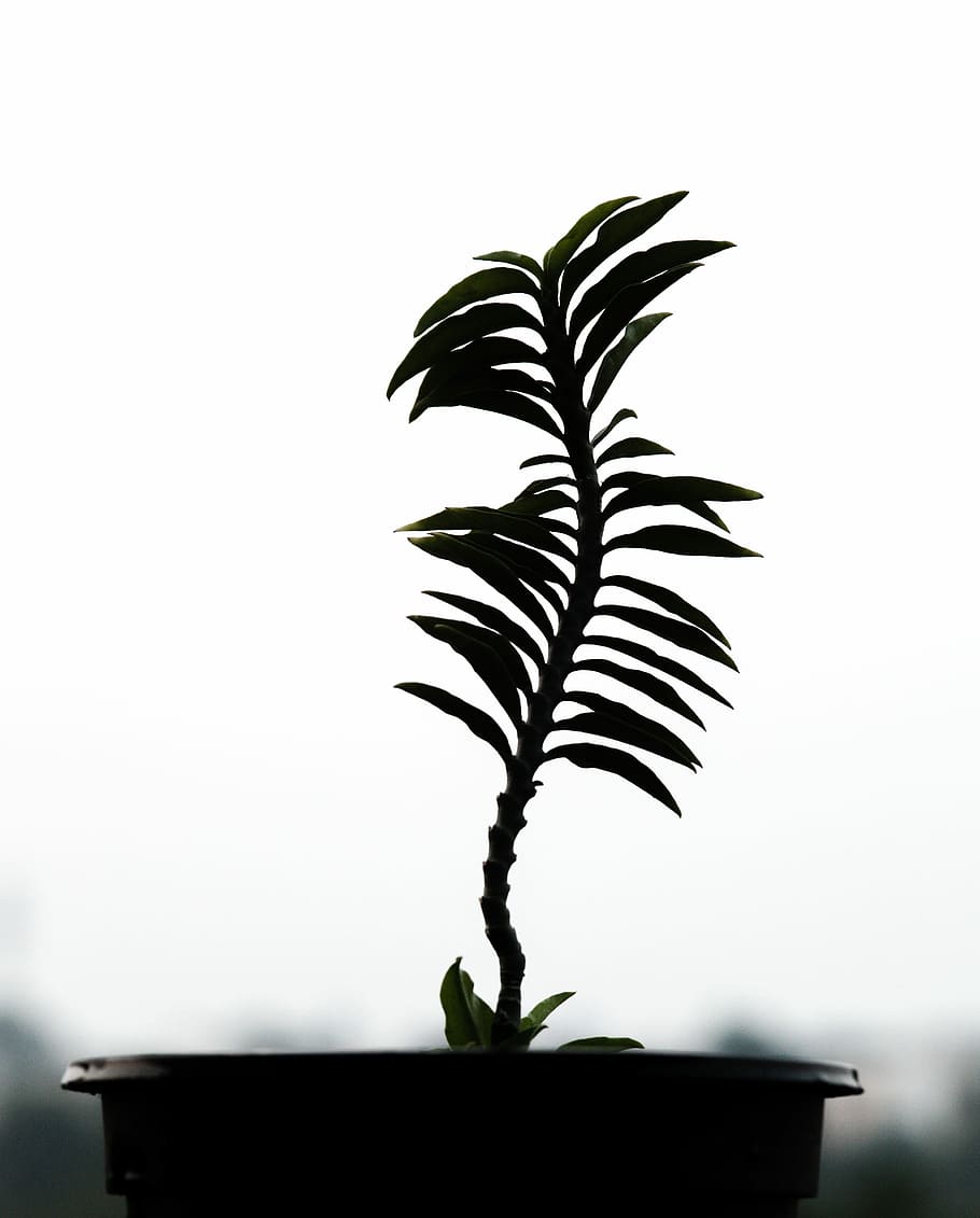 tropical, nature, tree, palm, leaf, flora, exotic, silhouette HD wallpaper