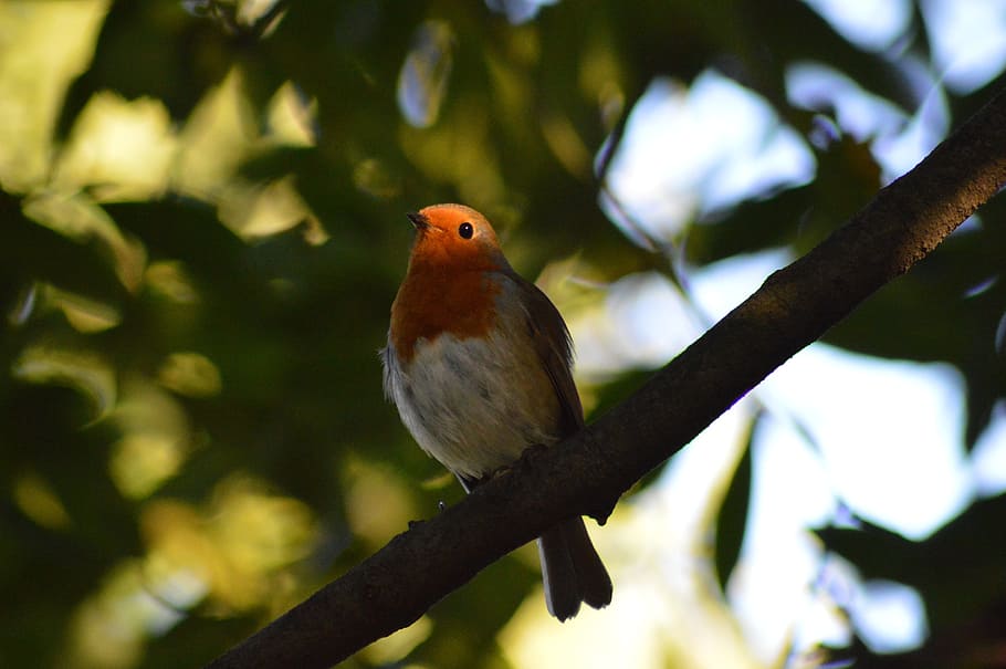 robin, bird, red robin, animal, vertebrate, animal themes, tree HD wallpaper