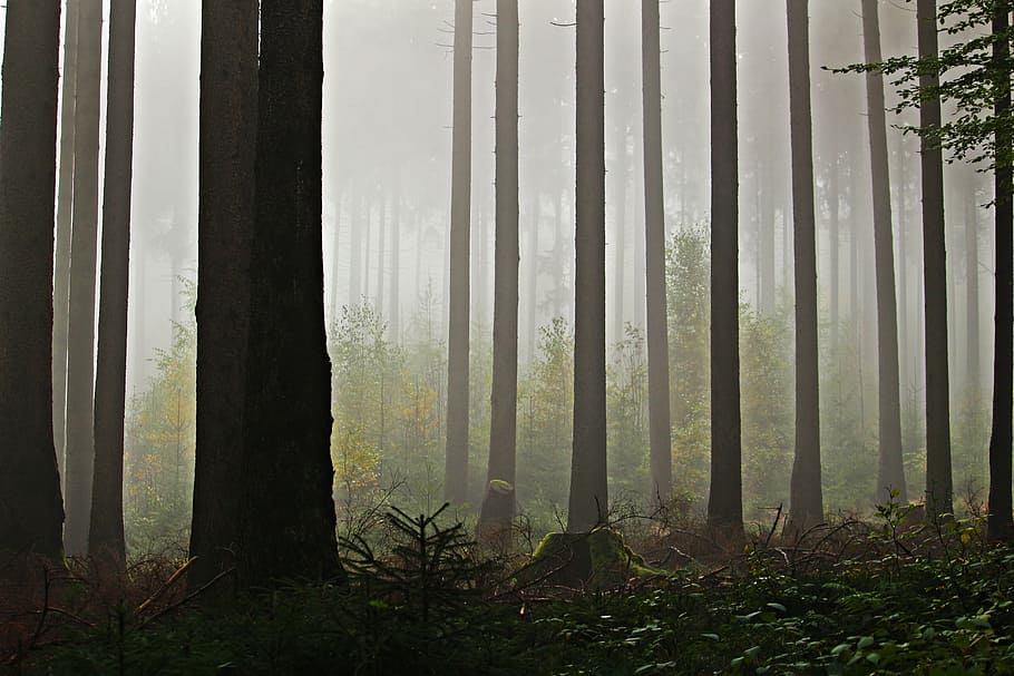 Fog, Forest, Trees, Nature, Mystical, tree trunks, bemoost HD wallpaper