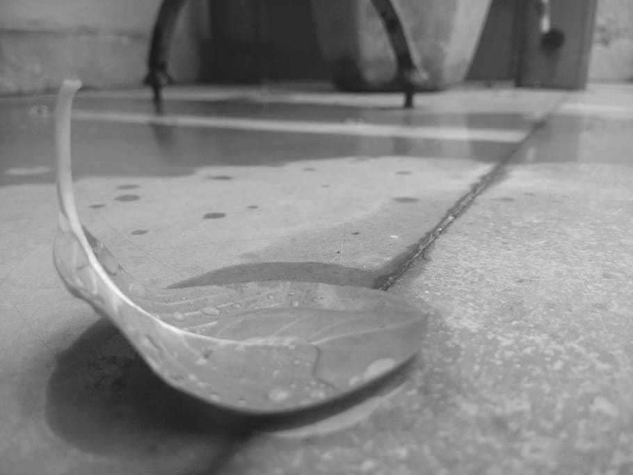 leaf, black white, rain, indoors, close-up, no people, still life HD wallpaper