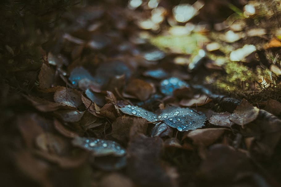 dried brown leaves, dried leaves on ground, leaf, wet, rain, droplet HD wallpaper