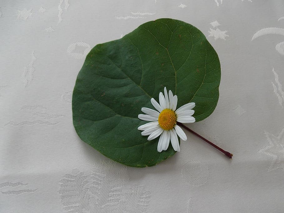 flower, spring, daisy, nature, white flower, composition, flowering plant HD wallpaper