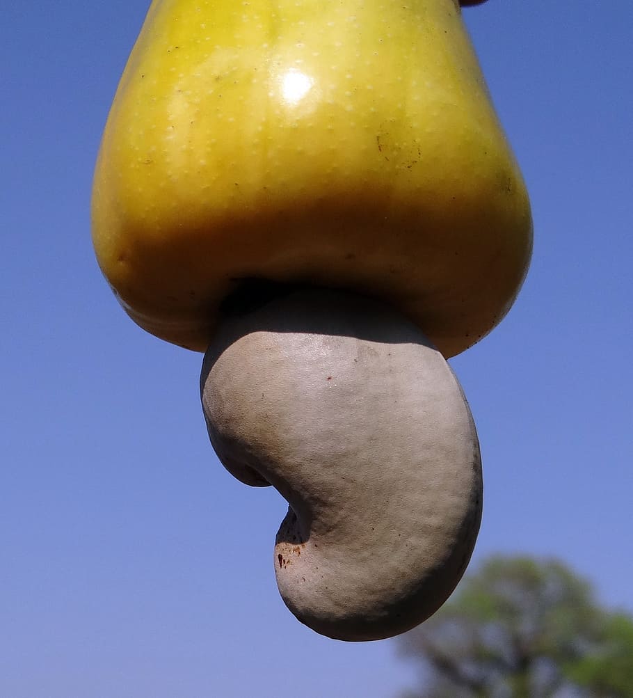 close-up photography of yellow cashew fruit, cashew nuts, tree