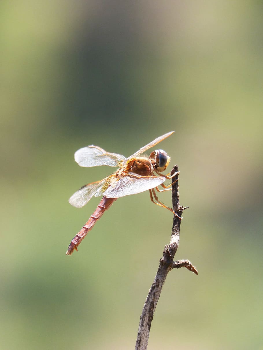 red dragonfly, branch, backlight, winged insect, sympetrum fonscolombii HD wallpaper