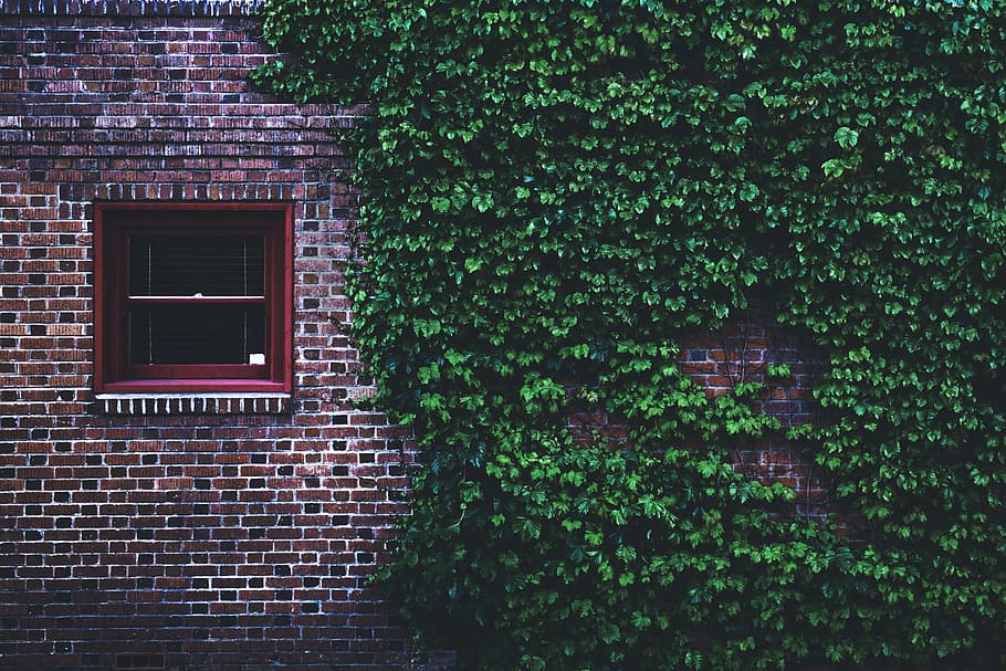 green wall grass beside the windowpane, green vine plant on brown wall brick