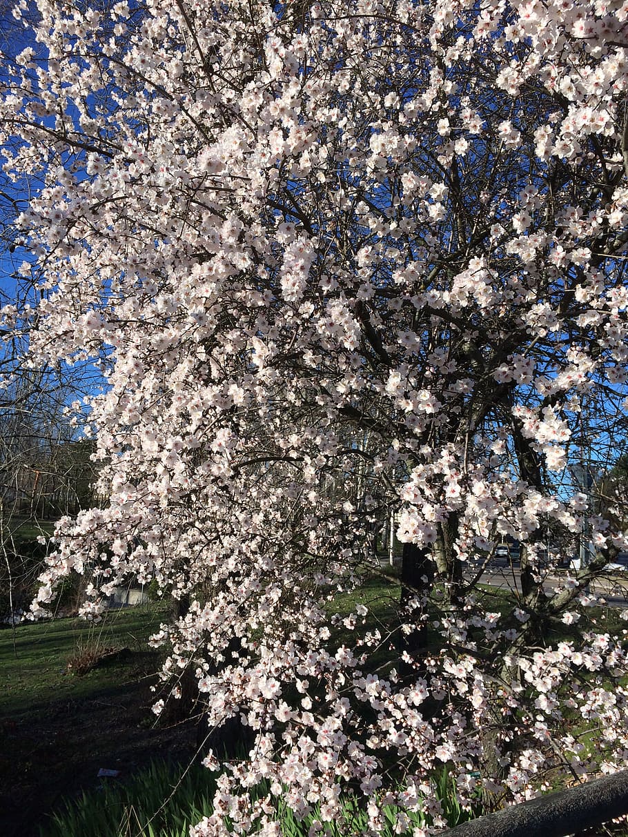 cherry, flowers, tree, cherry branches, pink, nature, landscape HD wallpaper