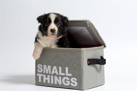 black and white border collie puppy in small things bag, dog HD wallpaper