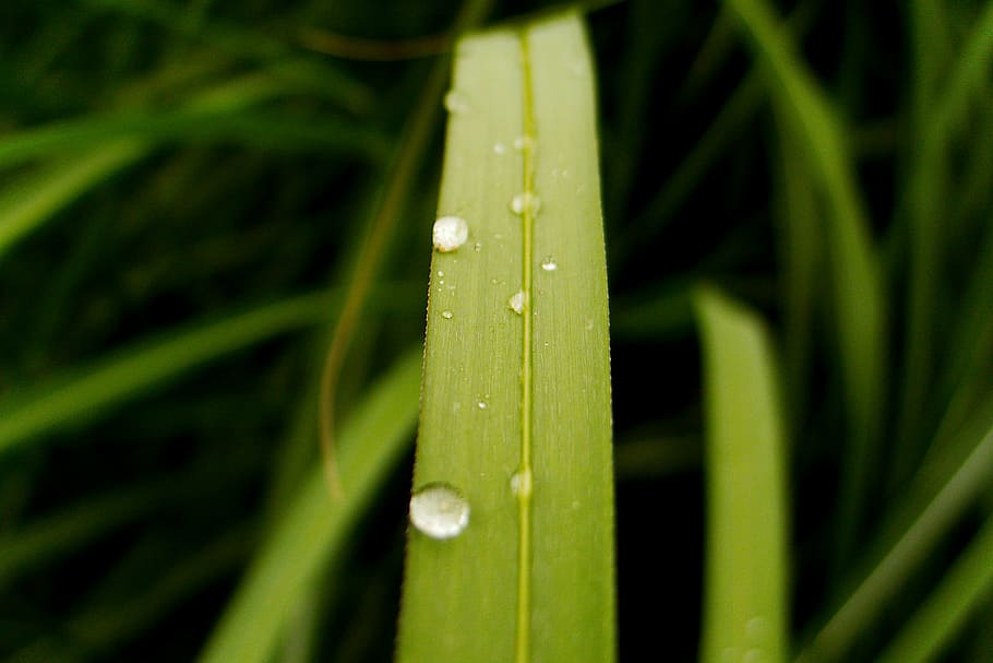 grass, green, macro, drip, rain, green color, plant, leaf, water HD wallpaper