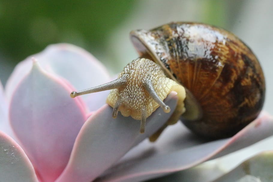snail, gastropods, shell, molluscs, garden, close-up, animal wildlife, HD wallpaper