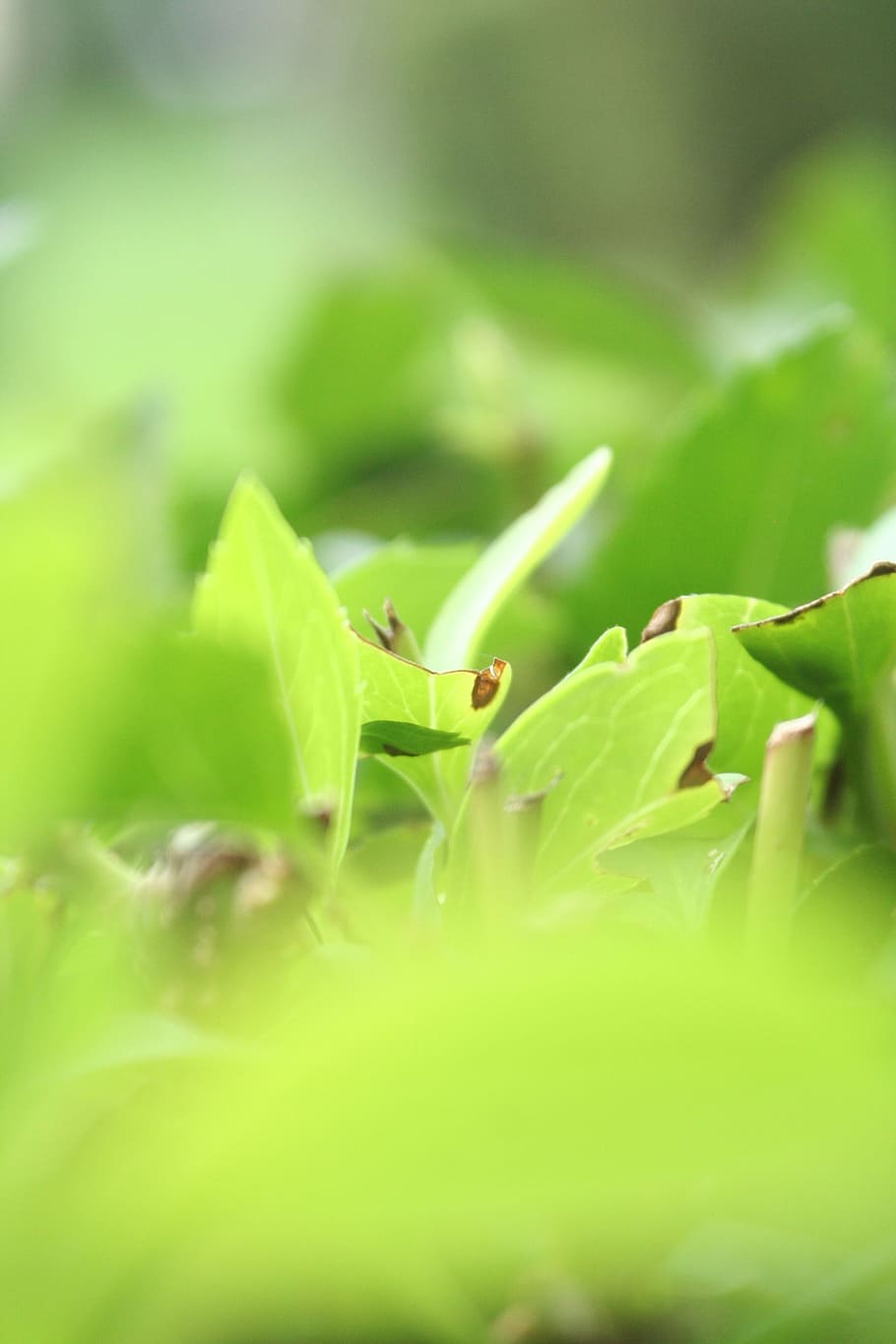 Green, Leaf, Foliage, Nature, Plant, the background, garden HD wallpaper