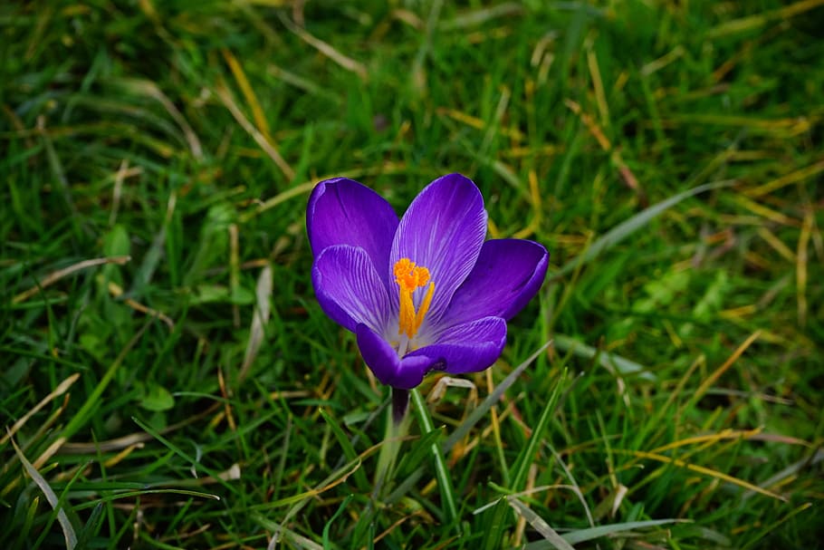 Crocus, Flower, Blossom, Bloom, Purple, close, spring, bühen HD wallpaper