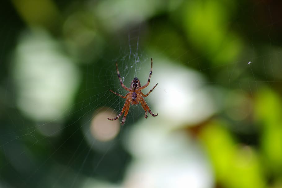 spider, network, nature, close, insect, spider Web, animal HD wallpaper
