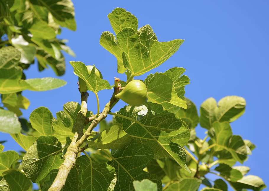 HD wallpaper: fig, fig tree, fruit, summer, flavor, nature, green ...