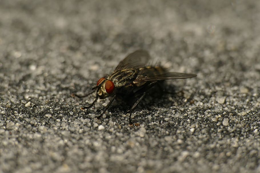 fly, macro, compound eyes, insect, close up, invertebrate, animal, HD wallpaper