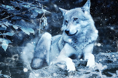 photo of white wolf, animal, predator, art, vintage, snow, nature HD wallpaper