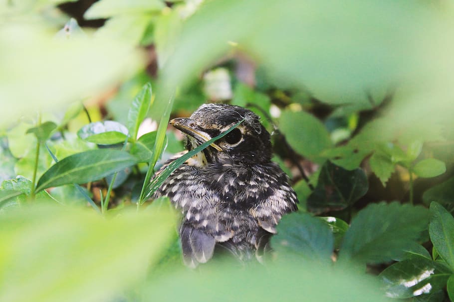 shallow focus of black bird, macro shot photo of gray bird surrounded with leaves HD wallpaper