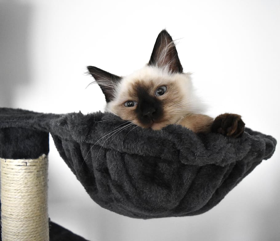 charming, cat, mammals, pets, kitten, den, animal, little kitty HD wallpaper