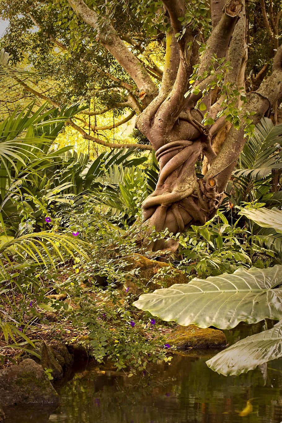 jungle, tree, flora, leaf, bound, growth, tropical, tied, trunk HD wallpaper