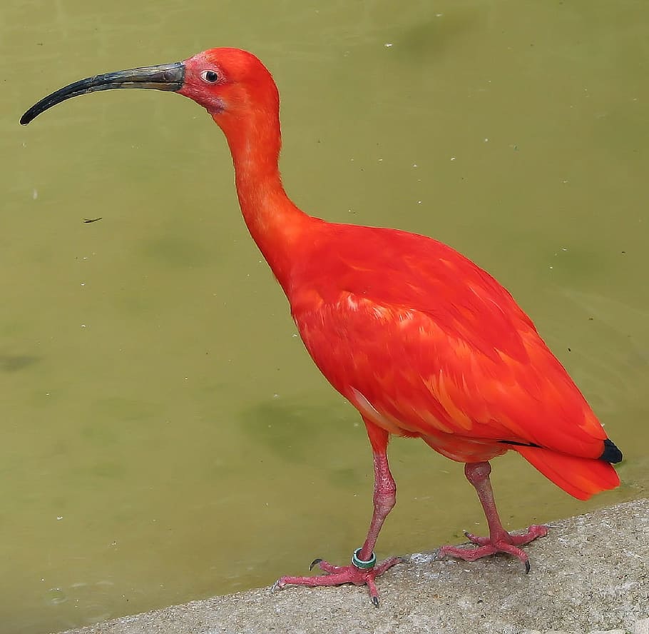Ibis, Scarlet, Bird, Beak, Nature, red, colorful, feather, plumage HD wallpaper