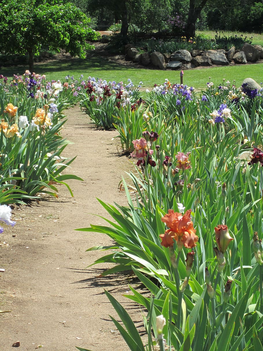 iris, garden, path, nature, flower, flower bed, plant, growth HD wallpaper
