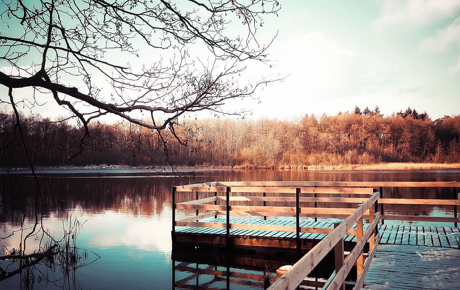 portrait photography of boardwalk, forest, bridge, lake, water HD wallpaper