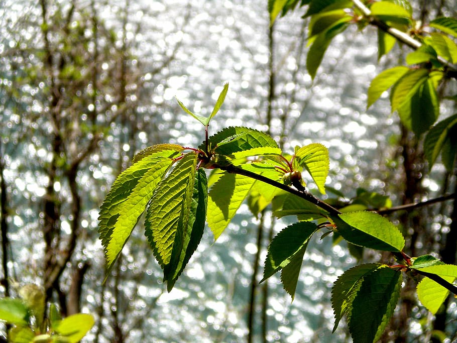 leaves, leaf, engine, green, green leaf, lighting, water, spring HD wallpaper