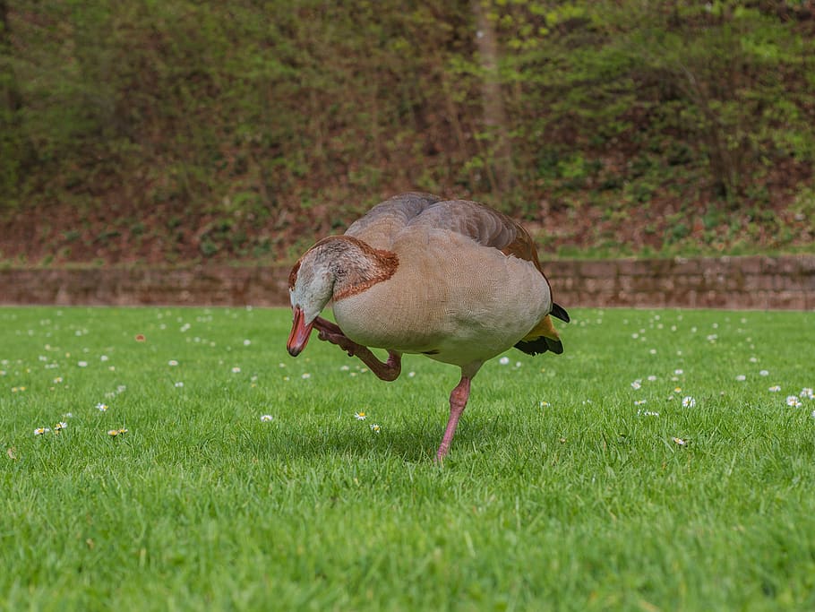 duck, water bird, grass, one animal, plant, animals in the wild HD wallpaper