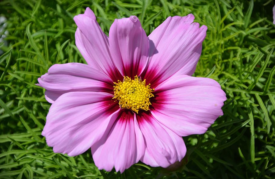 blossom, bloom, flower, spring, close, purple flower, summer flower HD wallpaper