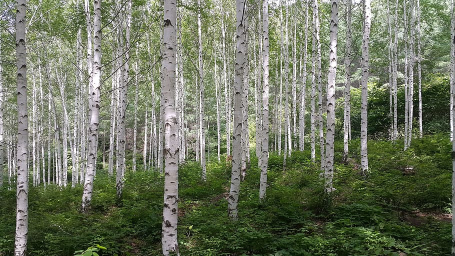 gray tree trunks, birch, forest, spring, nature, plant, land HD wallpaper