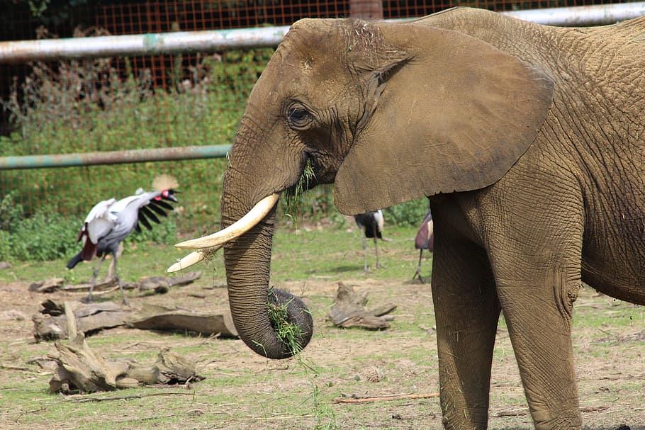 elephant, zoo, big five, animal themes, mammal, animal wildlife HD wallpaper