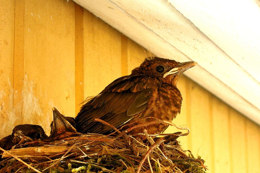 bird, nest, thrush, blackbird, cub, the bird's nest, vertebrate HD wallpaper