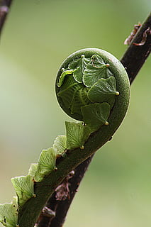 green vine, plants, leafy, curled, curly, curling, leaves, young HD wallpaper
