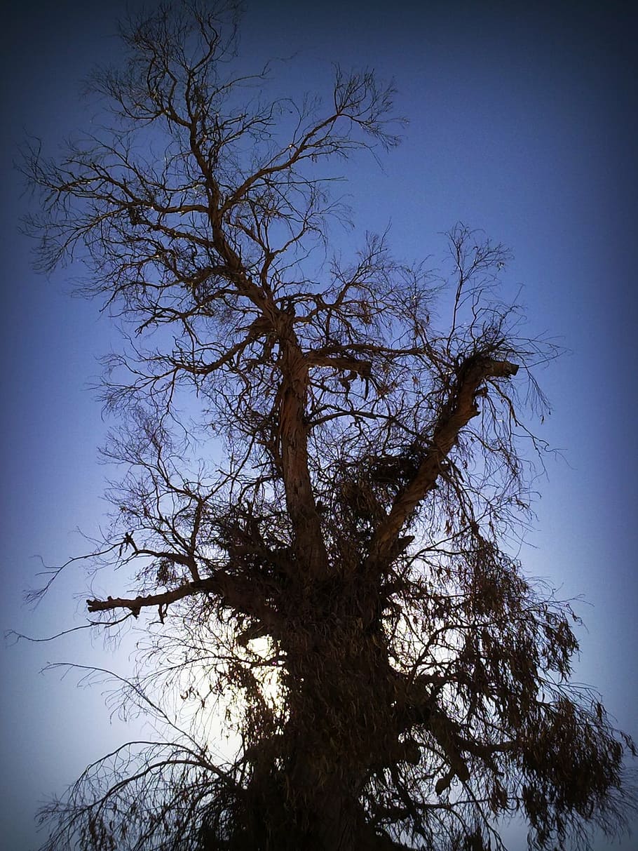 tree, branches, sky, trees, nature, silhouette, back Lit, blue HD wallpaper