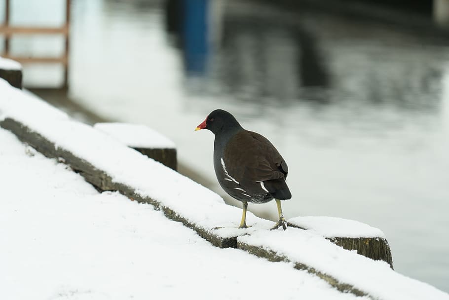winter, snow, bird, cold, nature, outdoors, wildlife, frost HD wallpaper