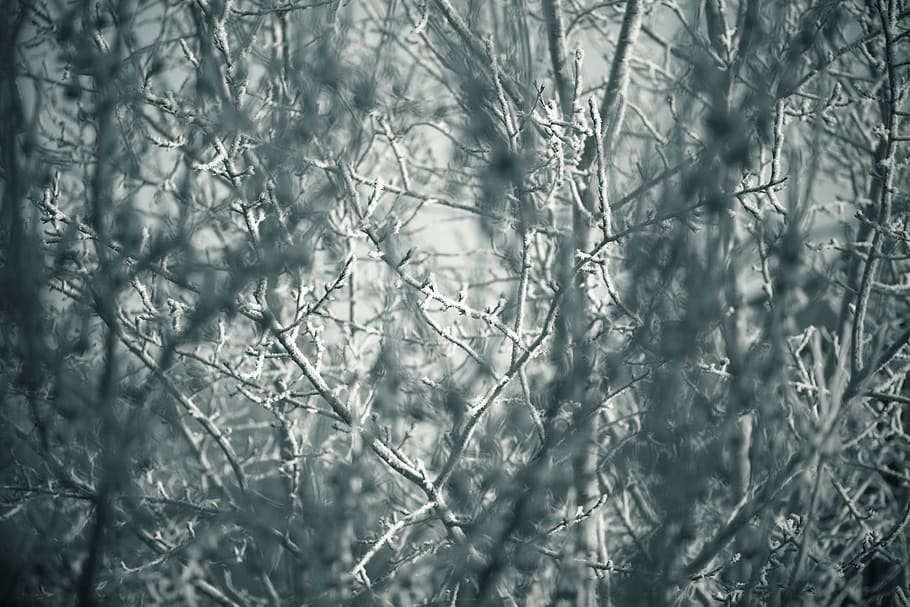 trees, winter, greyness, snow, nature, cold, forests, white HD wallpaper