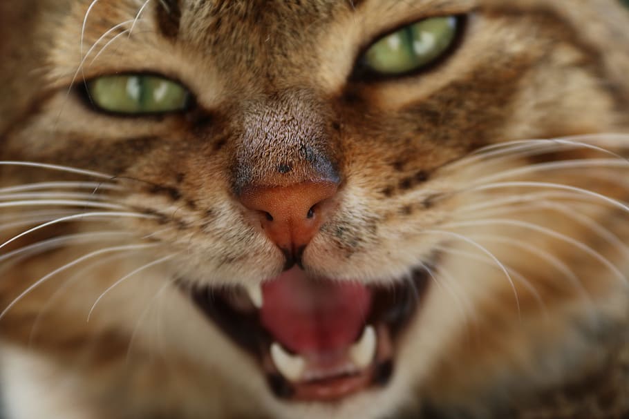 brown fur cat, kitty, animal, domestic Cat, pets, feline, cute HD wallpaper