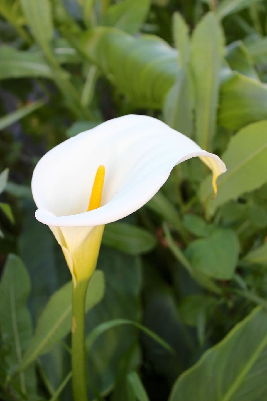 White calla lily 1080P, 2K, 4K, 5K HD wallpapers free download ...