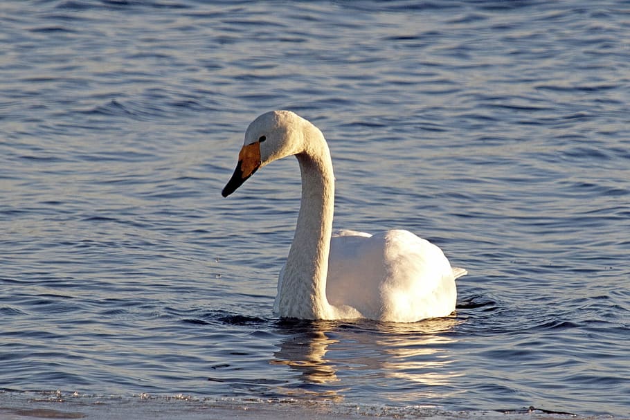 swan, spring, lake, ice, water, nature, bird, sweden, yellow HD wallpaper