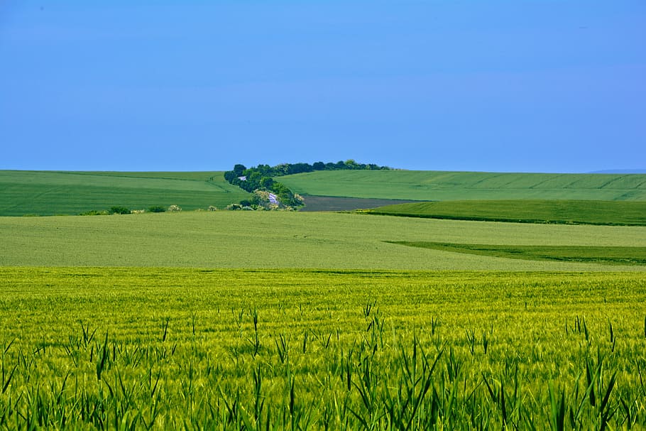 summer, blue sky, sun, landscape, environment, field, plant HD wallpaper