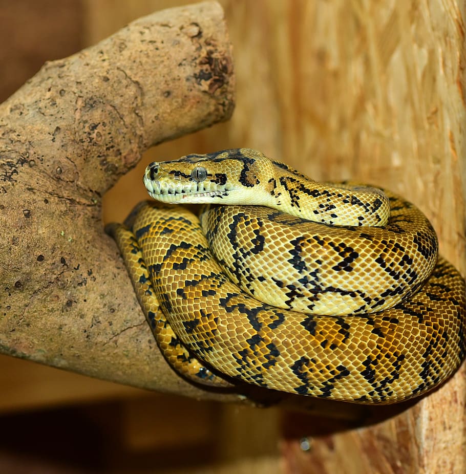 snake, python, tree python, terrarium, close, constrictor, reptile HD wallpaper